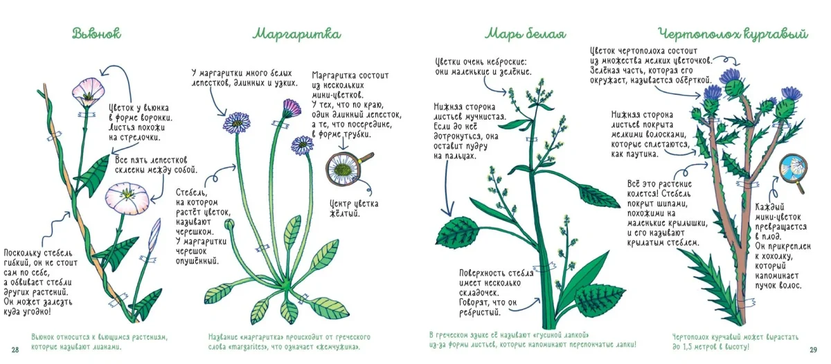 9785604942765_sornye_travy_05