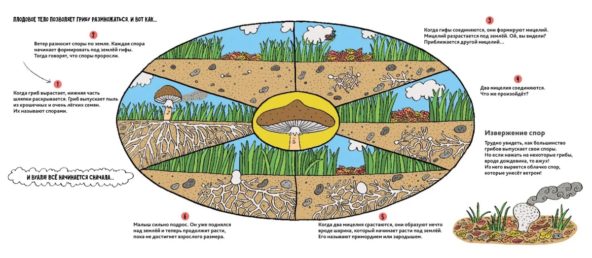 9785604942772_griby_02