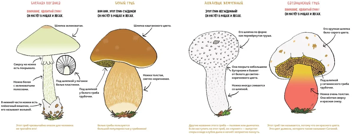 9785604942772_griby_05